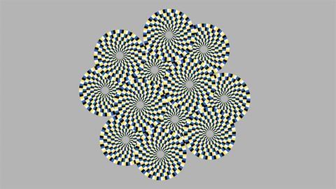Why Optical Illusions Trick Both Flies and Humans