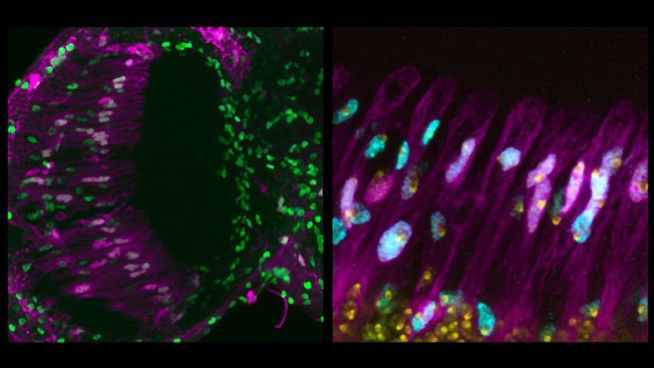 Fly Glial Cells With Extra Genome Copies