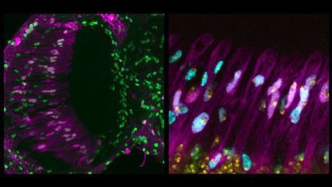 Fly Glial Cells With Extra Genome Copies Fly Glial Cells With Extra Genome Copies