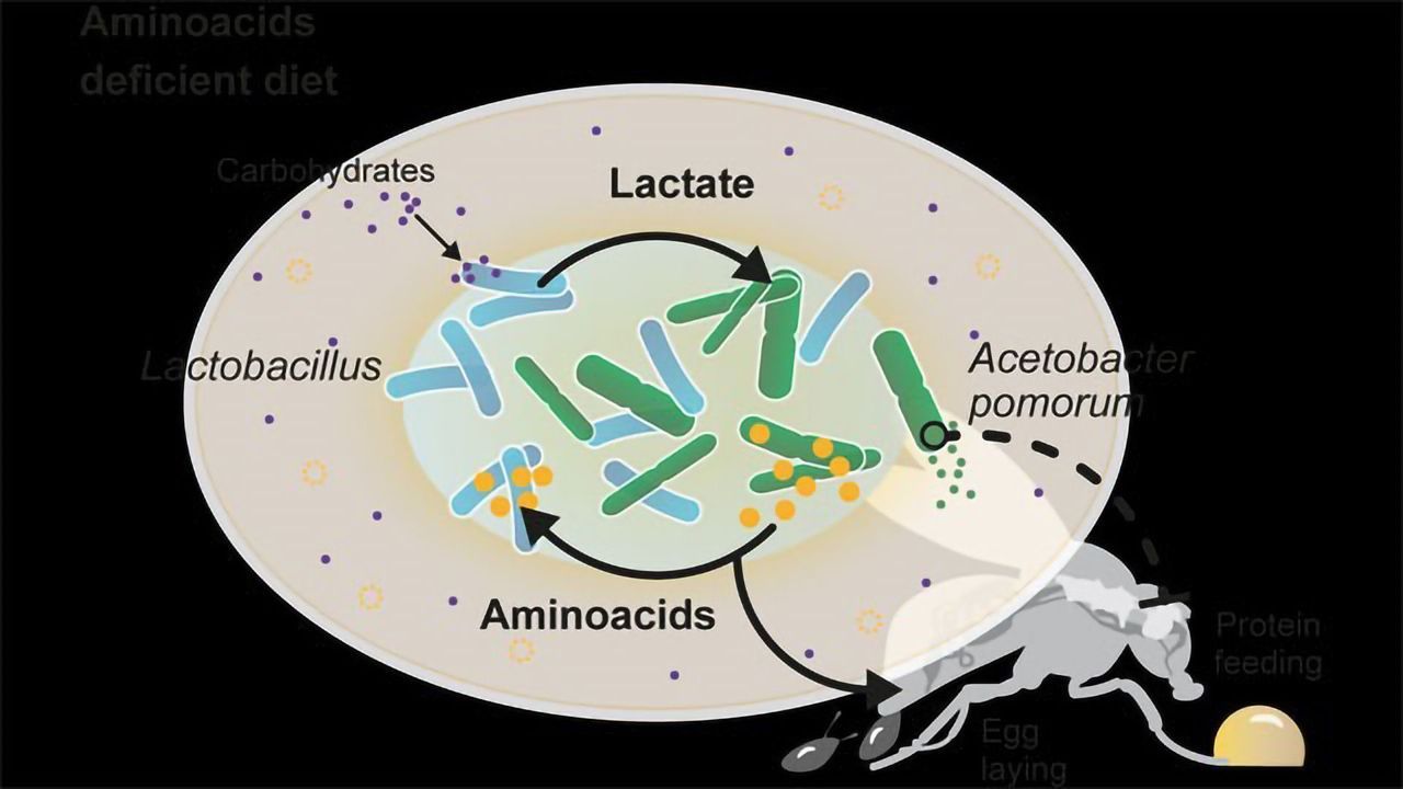 When Host Diets Are Lacking, Gut Bacteria Pull Together To Survive