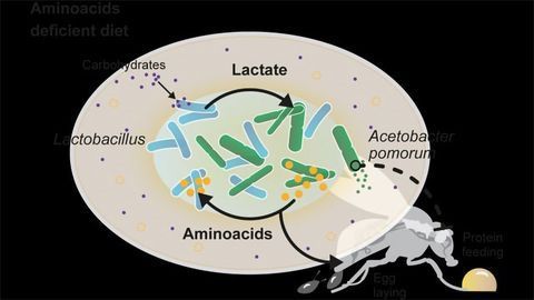 When Host Diets Are Lacking, Gut Bacteria Pull Together To Survive