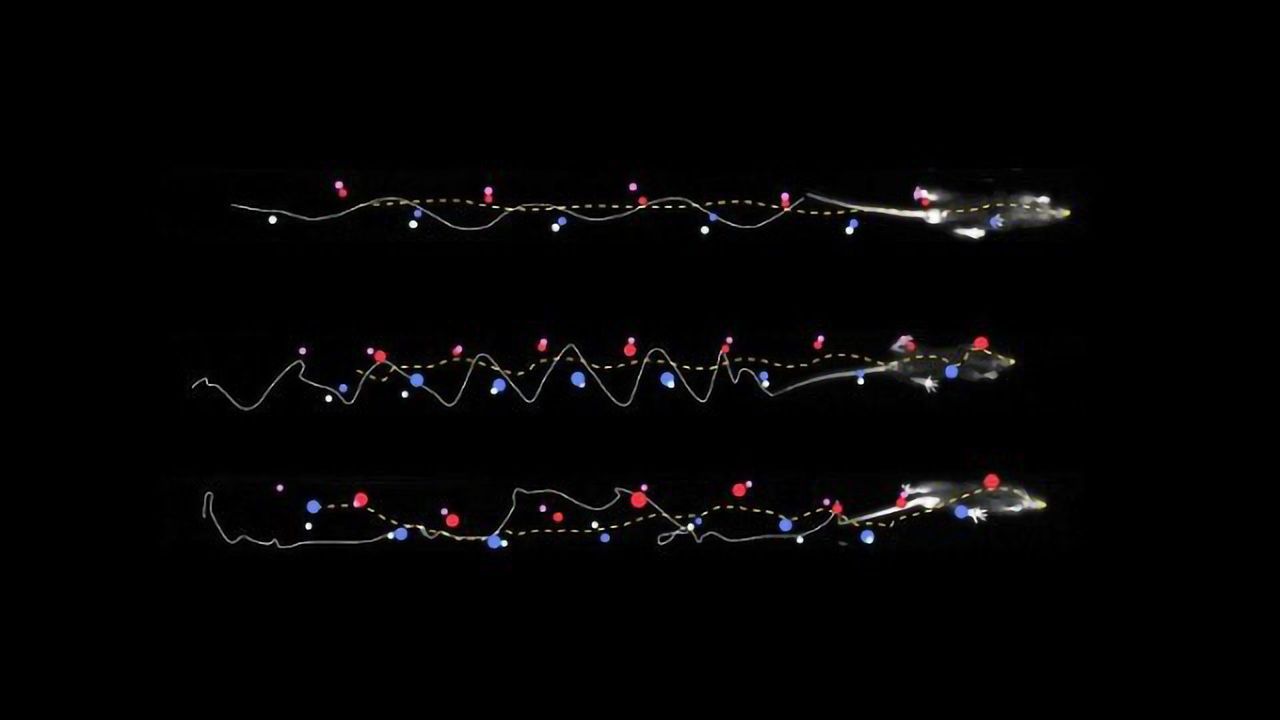 LocoMouse Could Help Researchers Study How Brain Diseases Are Linked to Walking Deficits
