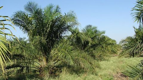 80% of Indonesian Rainforest Vulnerable to Palm Oil Destruction Is Unprotected