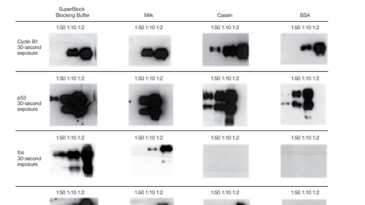 Simple Steps To Publication-Quality Western Blots