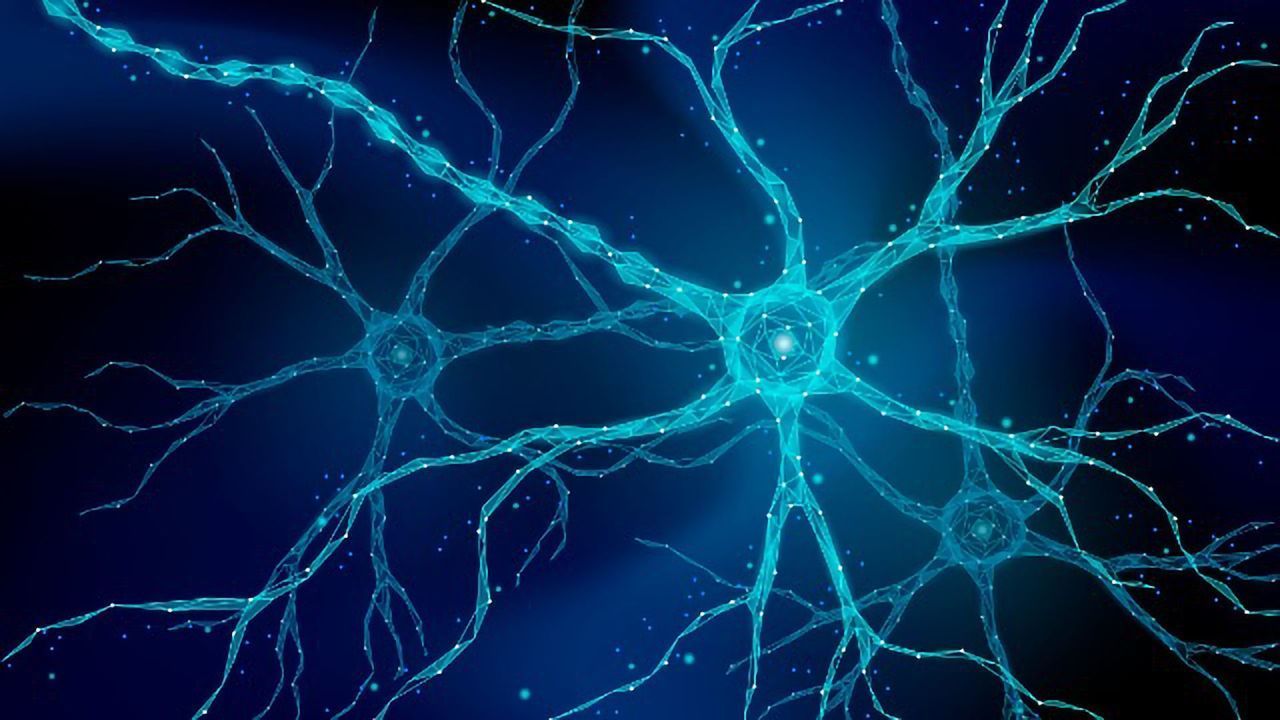 New Research Highlights the Mechanisms Underlying Memory and Learning Capacity