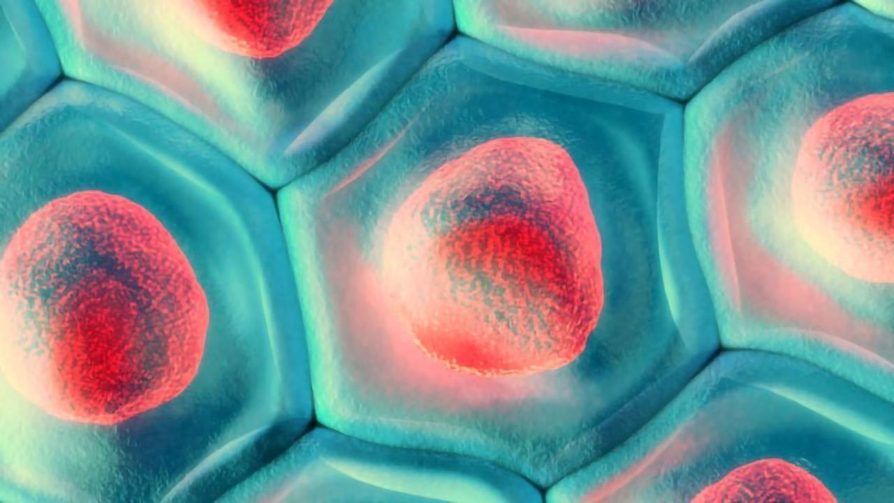 Recent Advances and Applications of Single-Cell Sequencing