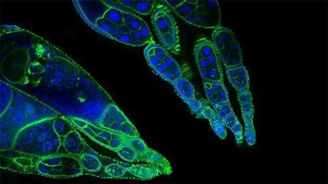 Sweet-Toothed Cells Sweet-Toothed Cells