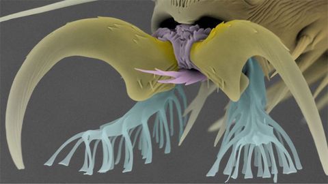 How Do Flies Attach to Objects? How Do Flies Attach to Objects?