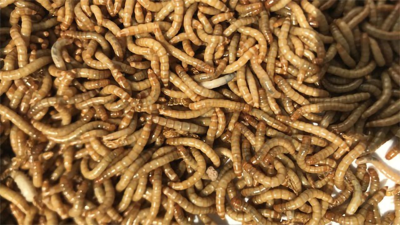 Mealworms Show Promise as a Good, Sustainable Food Source
