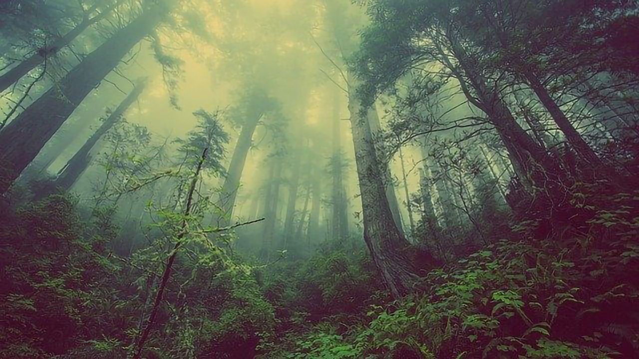 Missing Link Identified in Plant Evolution