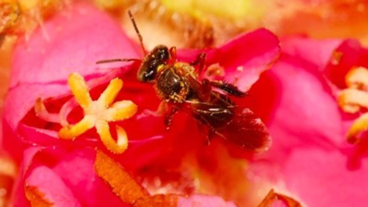 Stingless Bee's Genome Sequenced