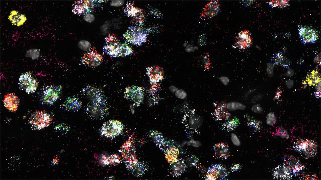 Incorporating Spatial Mapping and Confirmation of Gene Signatures Into Single-Cell RNA Sequencing Workflows