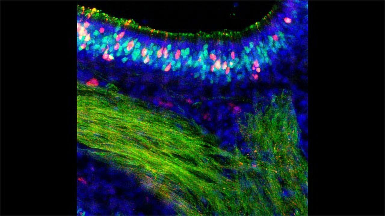 Scent-Sensing Cells Have a Better Way To Fight Influenza