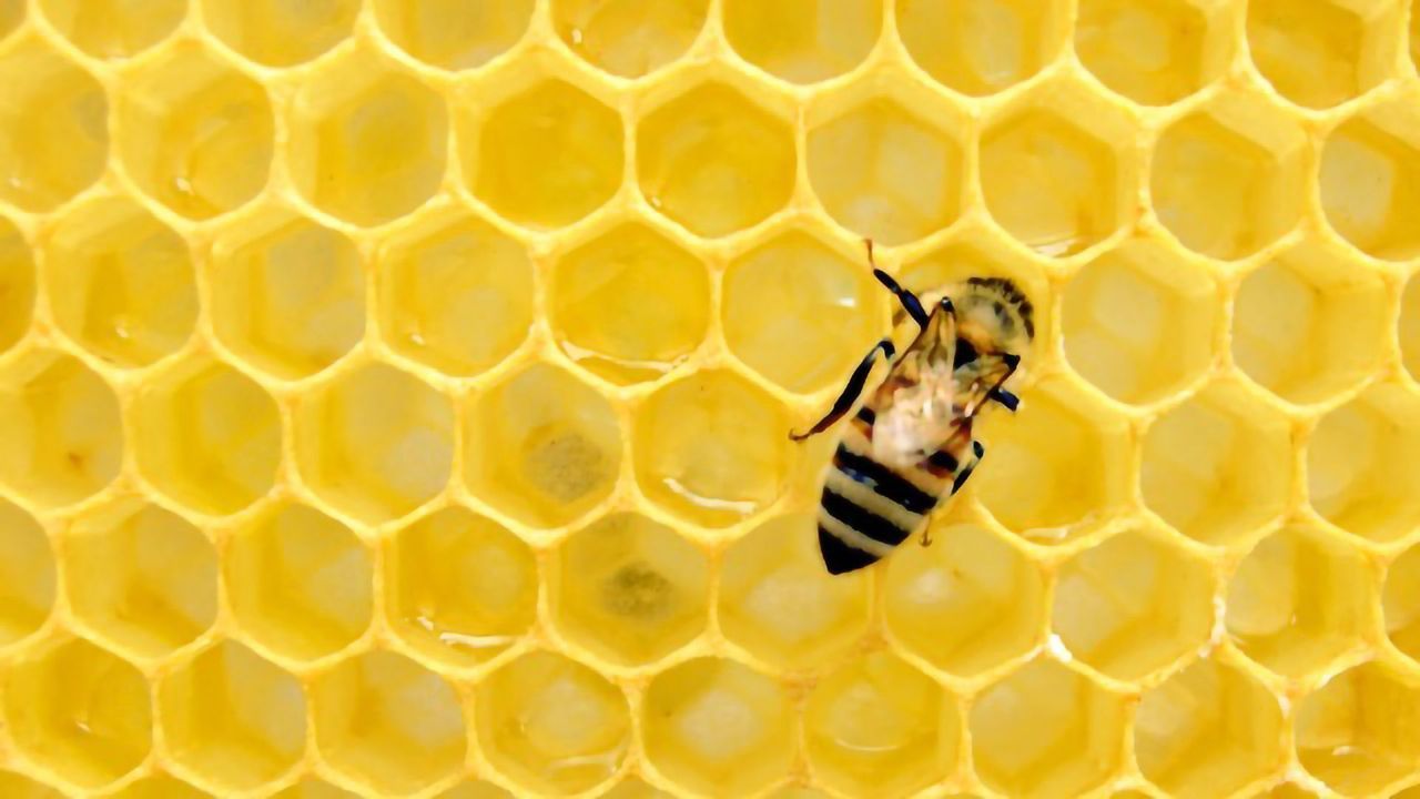 Venom From Honeybee Kills Breast Cancer Cells