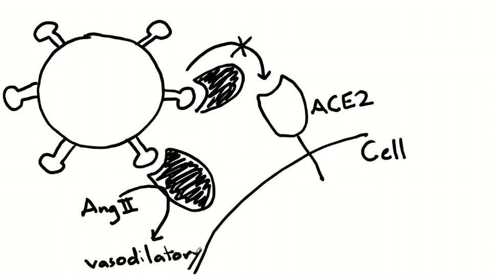 Teach Me in 10 – Engineering a Decoy Receptor for SARS-CoV-2 With Dr Erik Procko, Part I  content piece image