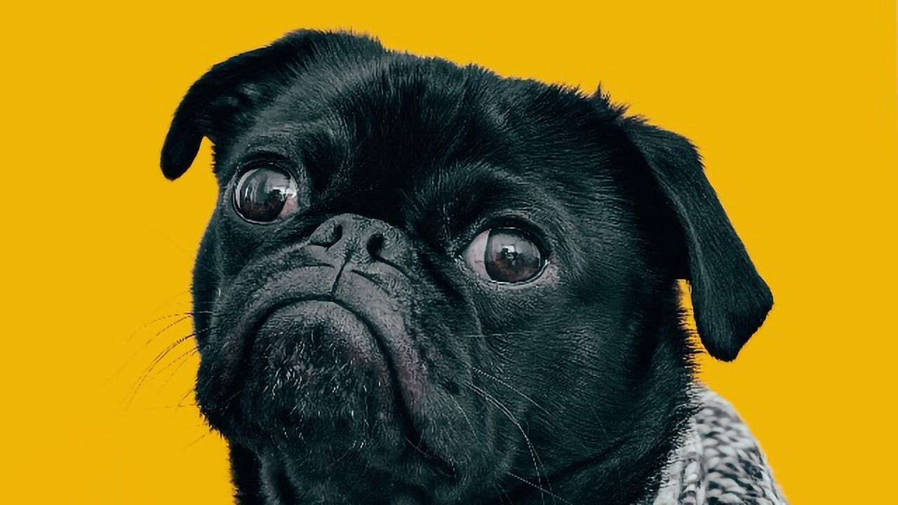 Gut Microbiome Linked to Memory Performance in Dogs