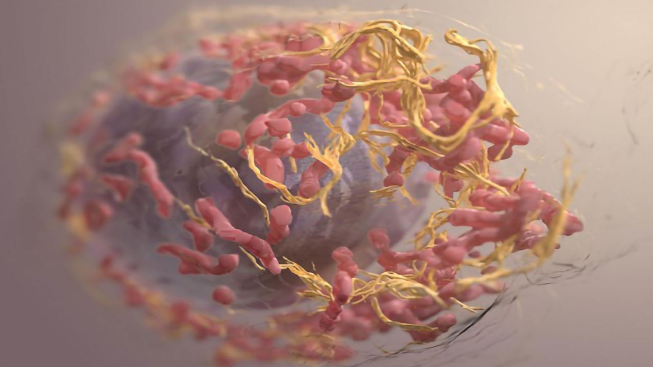 New Algorithm Reveals How Tumors Evolve During Their Lifetime