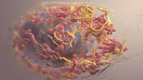 New Algorithm Reveals How Tumors Evolve During Their Lifetime