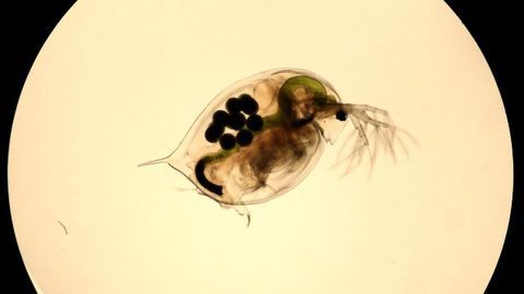 Active Ingredients in Sunscreen Detrimental to Freshwater Ecosystems