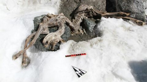 Mummy Conservation Learns Lessons From 400-Year-Old Chamois Remains
