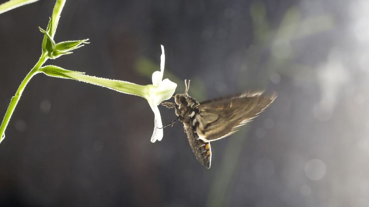 Flower Scent Unattractive to Pollinators in Polluted Air