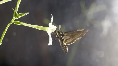 Flower Scent Unattractive to Pollinators in Polluted Air