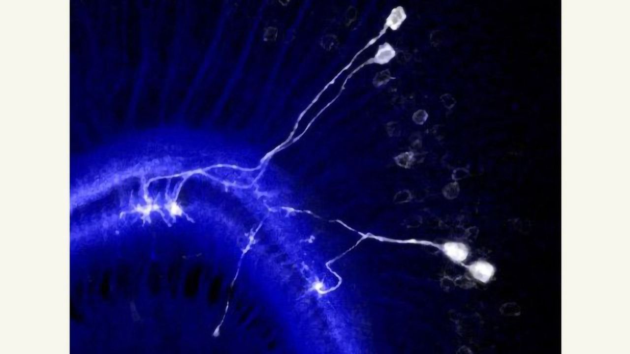 Repulsing Neurons Help Create Columns in the Brain