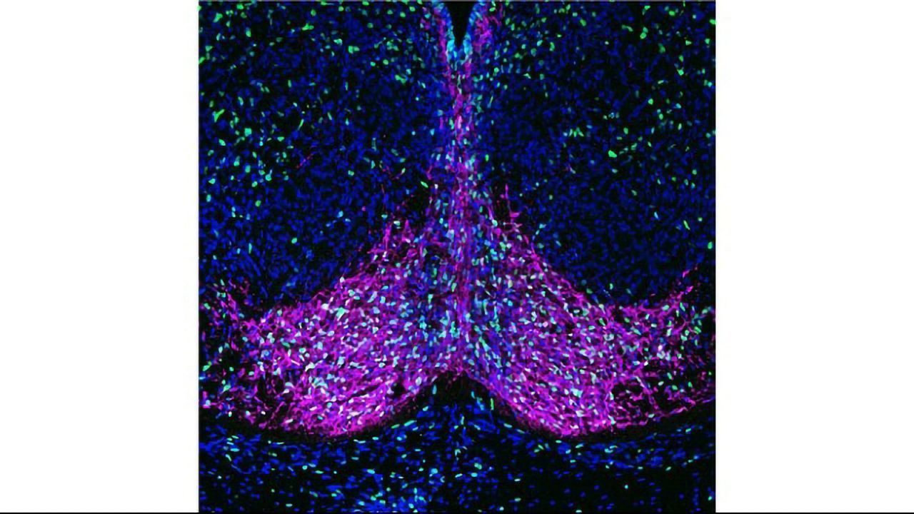 Offspring of Mice Fed Imbalanced Diets Appear "Programmed" for Obesity