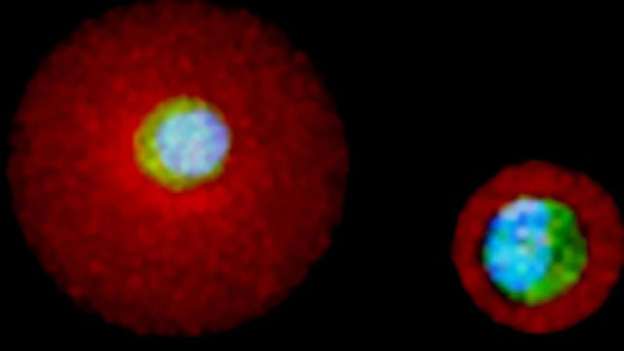 Coaxing Single Stem Cells Into Specialized Cells