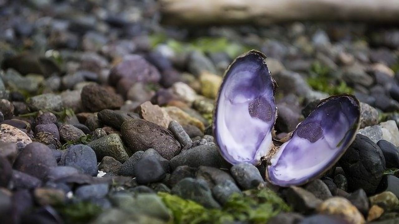Warming Waters Confuse and Threaten Many Shellfish