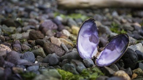 Warming Waters Confuse and Threaten Many Shellfish