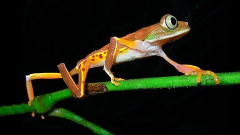 "Extinct" Frogs Rediscovered Thanks to Environmental DNA Analysis
