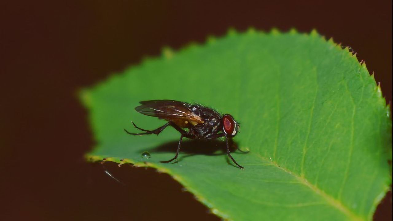 A Genetically-Encoded Birth Control for Pest Organisms