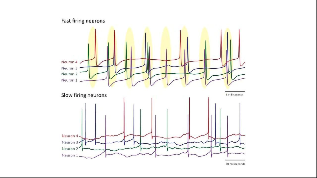Fast-Firing Neurons Show Superior Synchronization