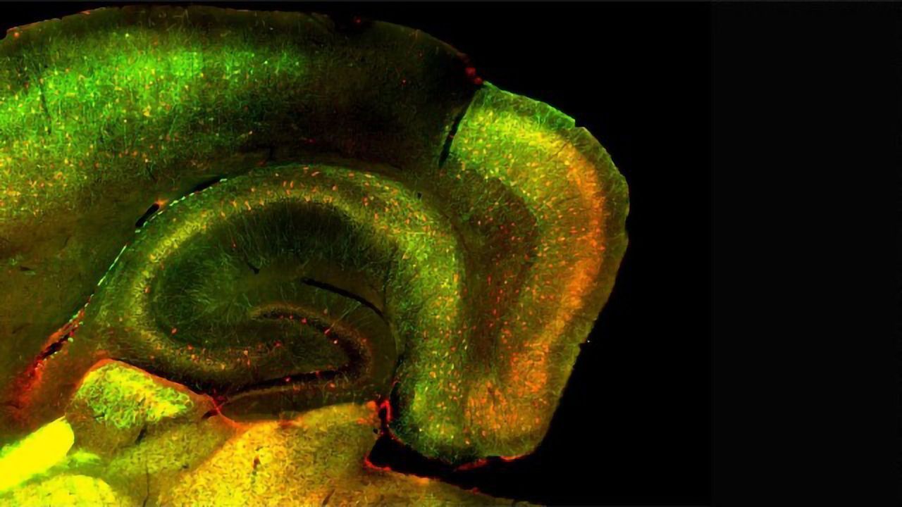 Molecular Study Shows What Makes Memories So Enduring