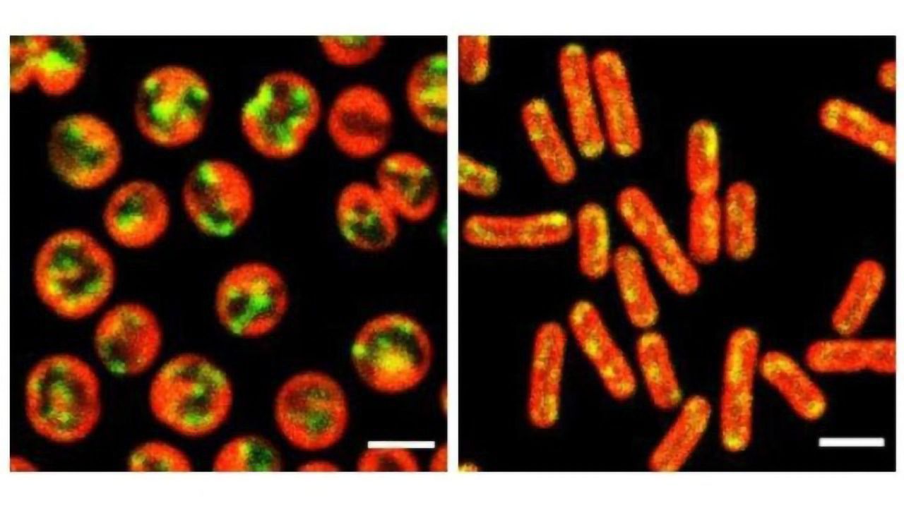 mRNA Molecules Encode Much More Than Just Protein Sequences