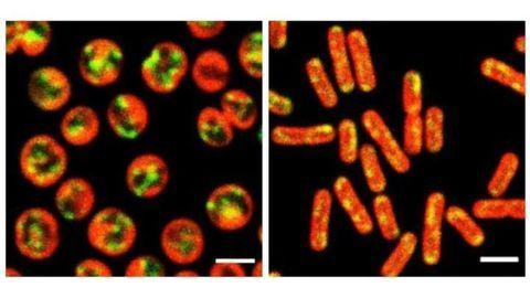 mRNA Molecules Encode Much More Than Just Protein Sequences