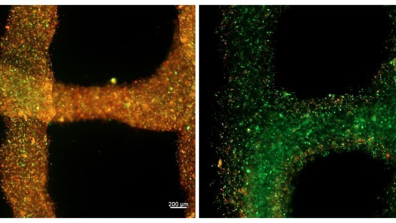 Oxygen-Releasing Bioink for 3D Bioprinting Developed