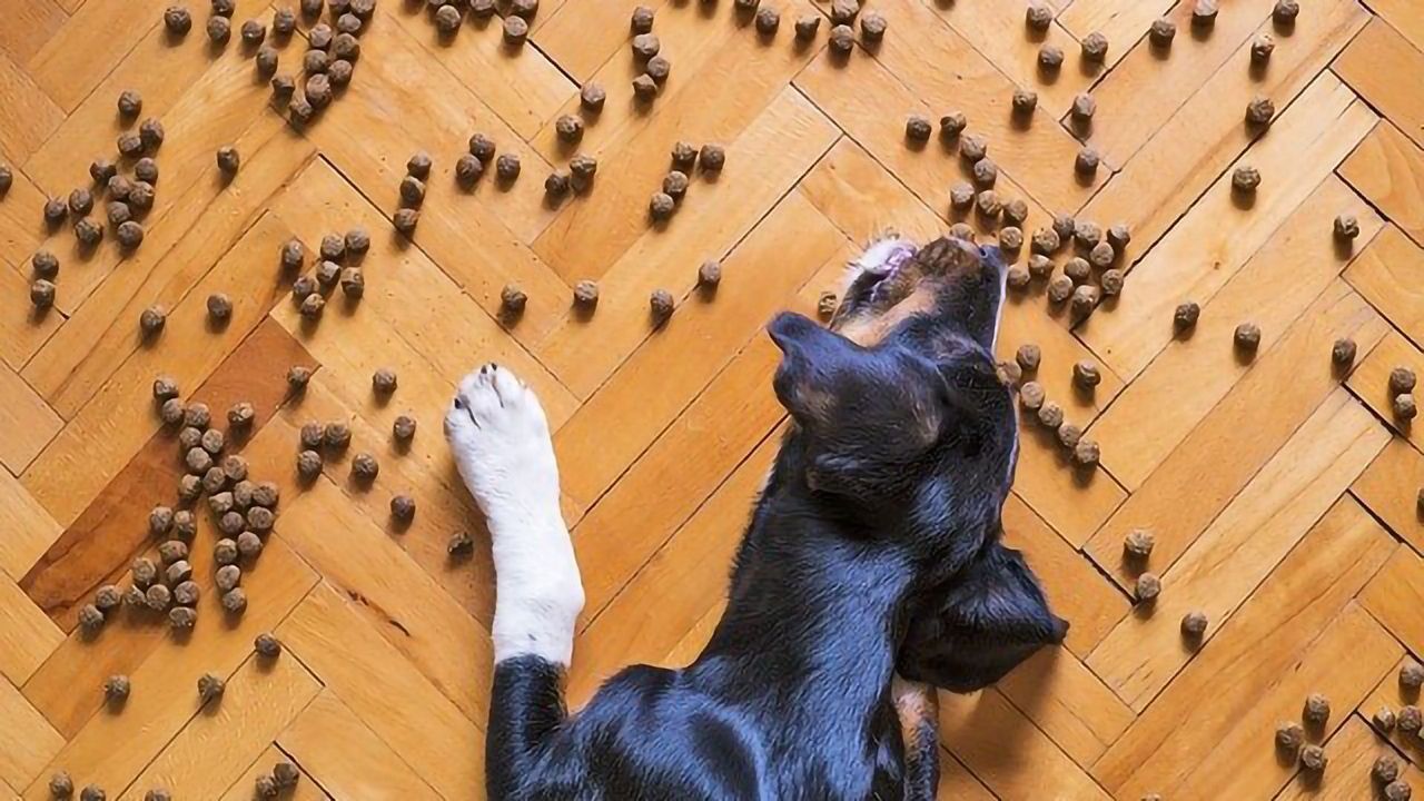 Aromas Identified in Dog Food That Are Most Appealing to Canines