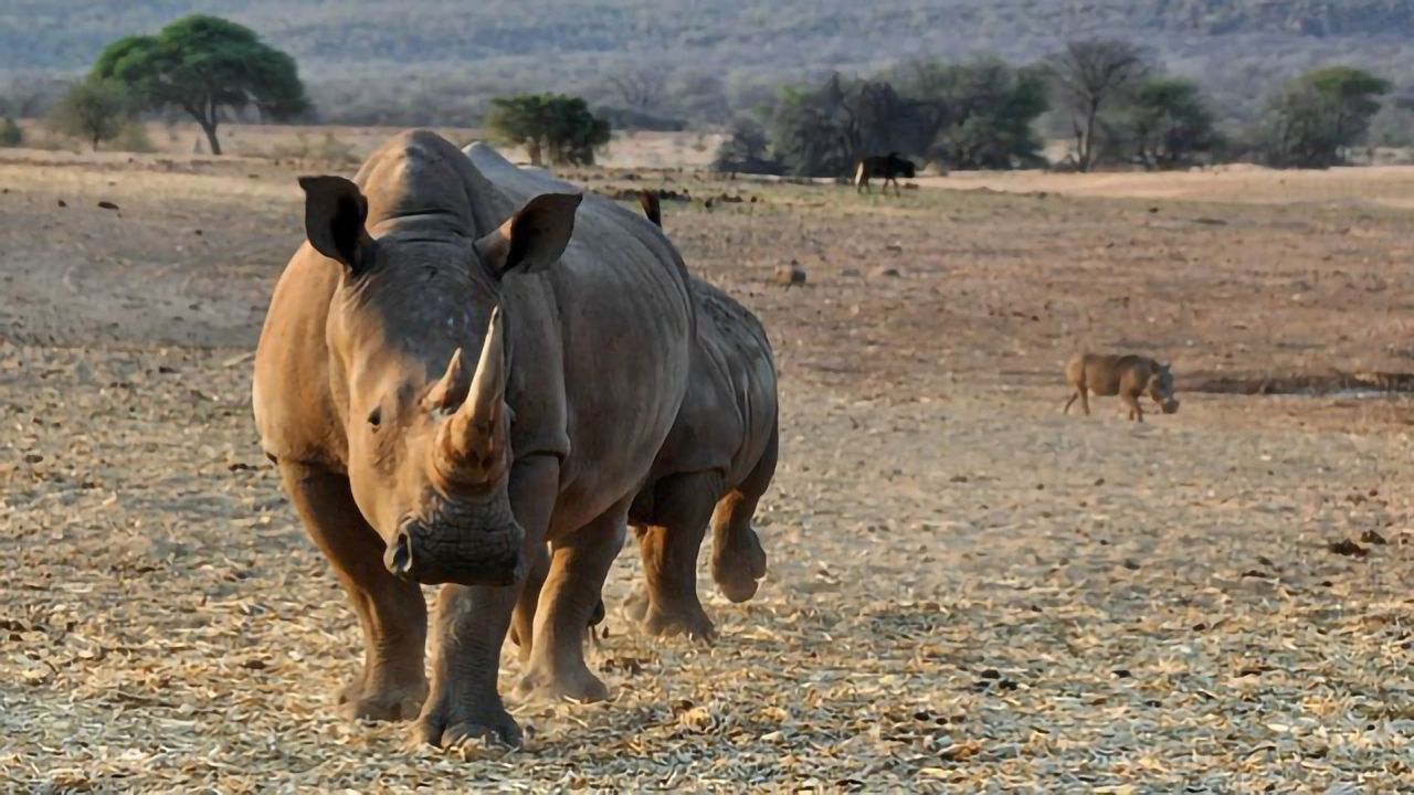 Fighting Poachers With Rhino Prints and Technology