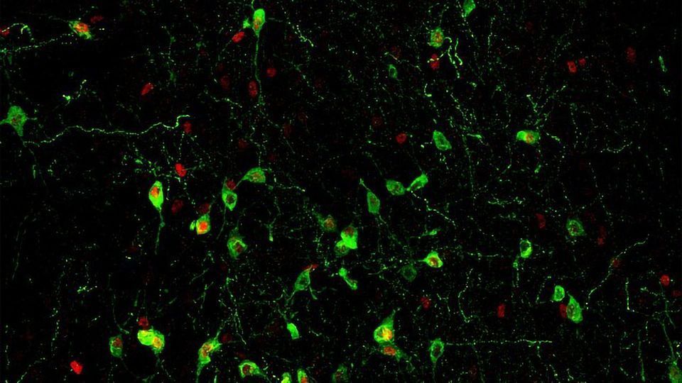 The Neural Circuit That Links Stress, Sleep and Immunity content piece image