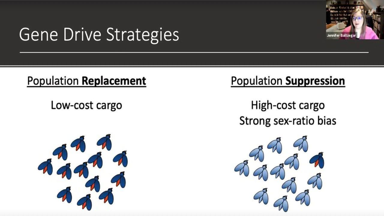 Teach Me in 10 – Gene Drive Research With Dr Jennifer Baltzegar