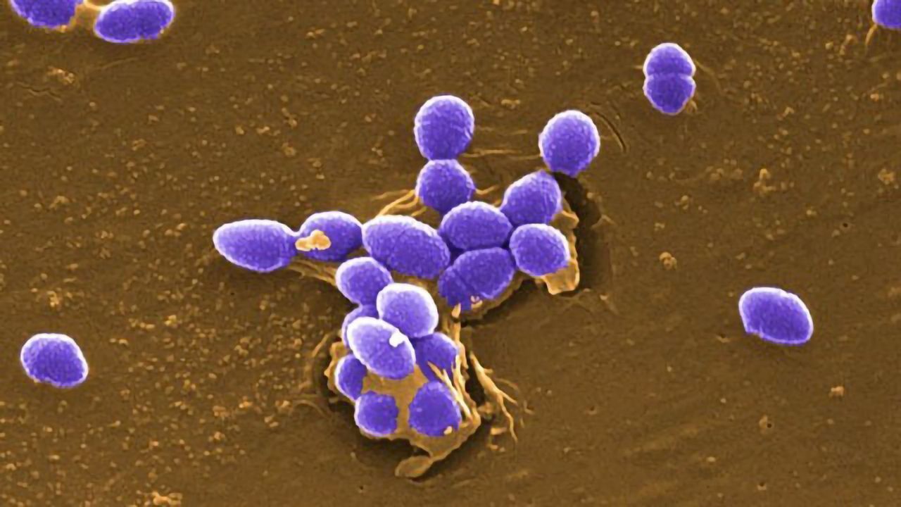 Drug Molecules Developed To Combat Deadly Drug-Resistant <i>Enterococcus</i>