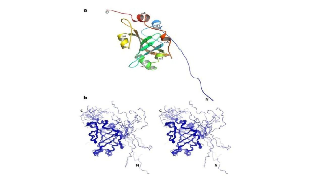 Insights Into the Structure and Function of the “Immortality Protein”