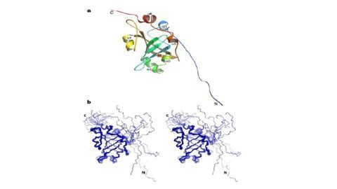 Insights Into the Structure and Function of the “Immortality Protein”
