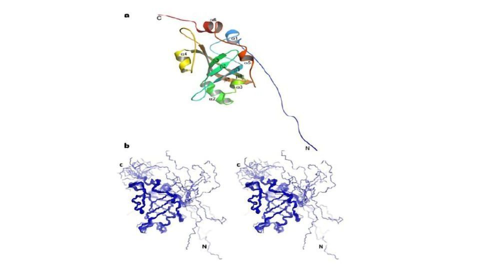 Insights Into the Structure and Function of the “Immortality Protein” content piece image