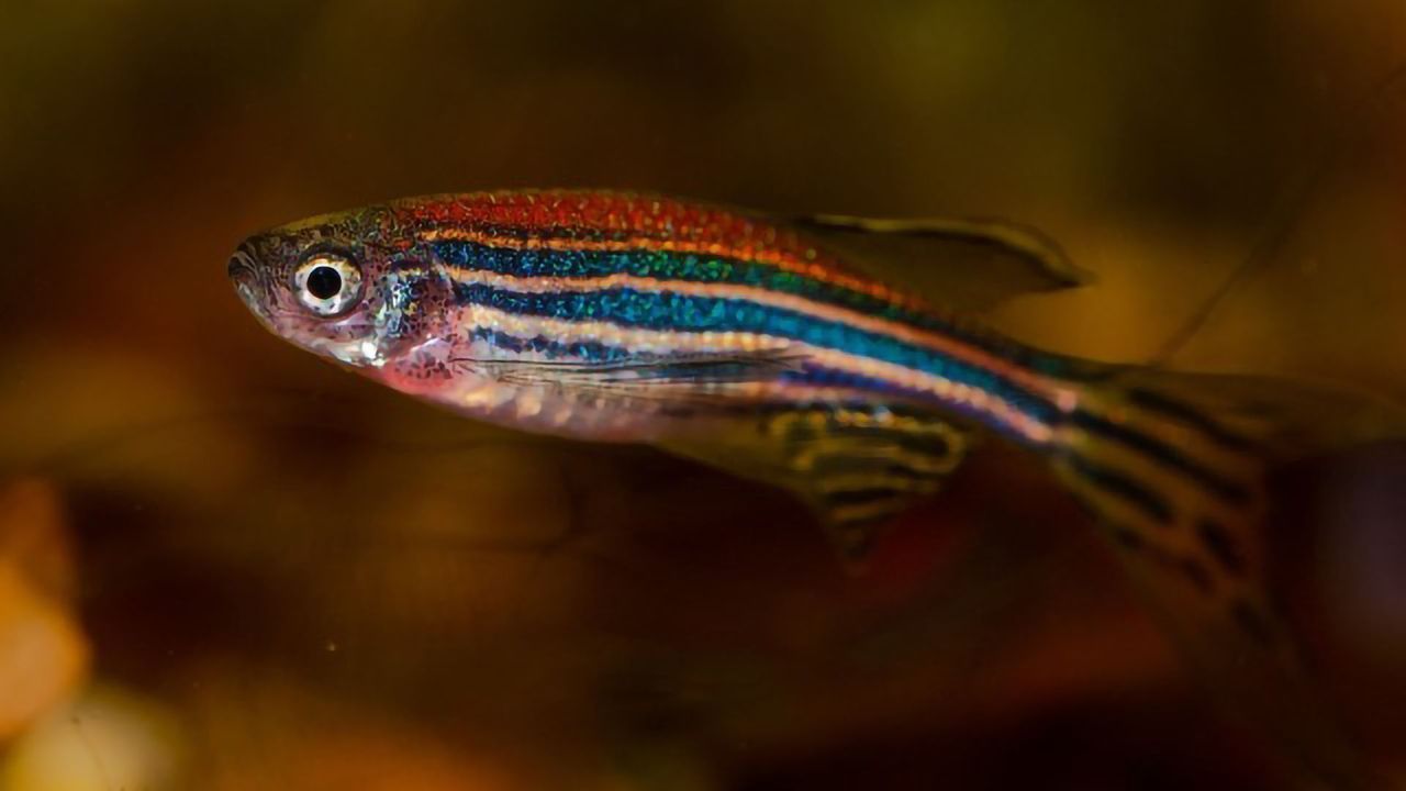 Researchers Discovers Cell in Zebrafish Critical to Brain Assembly and Function