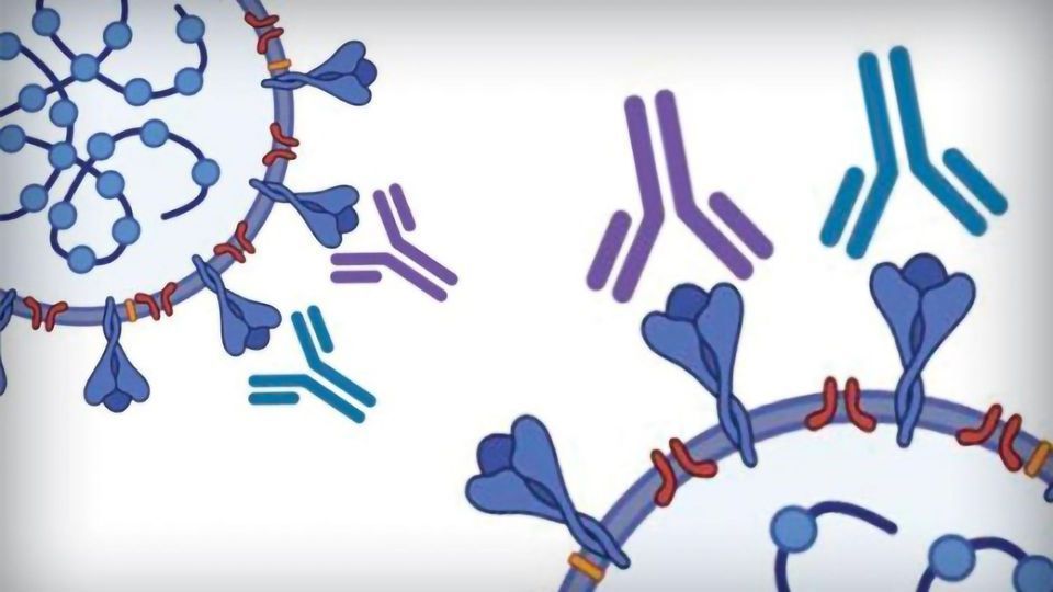 Antibody Test Developed for COVID-19 That Is Sensitive, Specific and Scalable content piece image