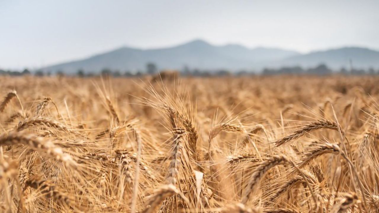 Massive-Scale Genomic Study Explores Diversity and Desirable Traits in Wheat