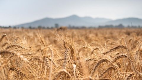 Massive-Scale Genomic Study Explores Diversity and Desirable Traits in Wheat